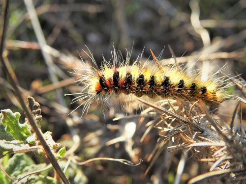 Psilogaster loti