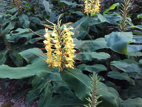 Kahili ginger