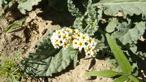 Soft Heliotrope (Heliotropium molle)