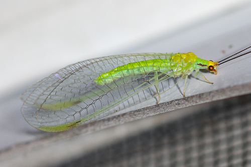 Leucochrysa pavida (Hagen, 1861)