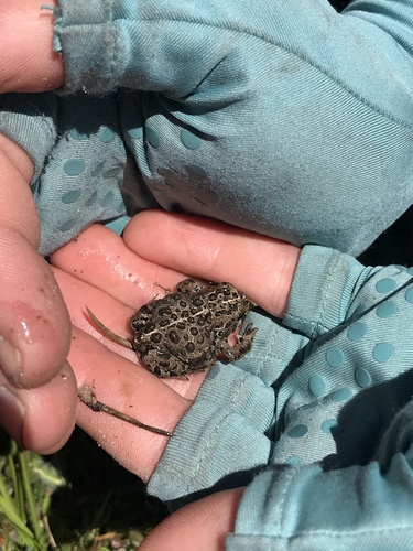 iNaturalist observation photo of Yosemite Toad
