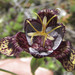 Tigridia bicolor - Photo (c) carlosmartorell69, kaikki oikeudet pidätetään, lähettänyt carlosmartorell69