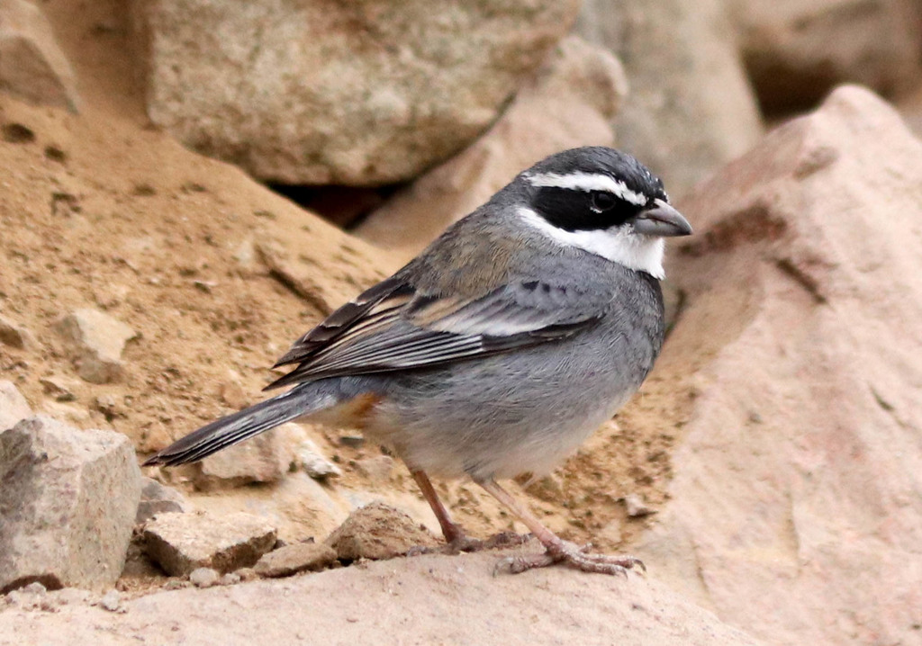 Collared Warbling Finch photo