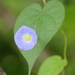 Ipomoea aristolochiifolia - Photo (c) Julio Alejandro Álvarez Ruiz, all rights reserved, uploaded by Julio Alejandro Álvarez Ruiz