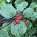 Viburnum edule - Photo (c) taylward, όλα τα δικαιώματα διατηρούνται