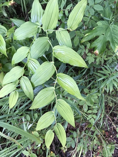 white twisted-stalk