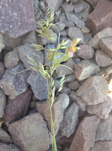 Festuca acanthophylla