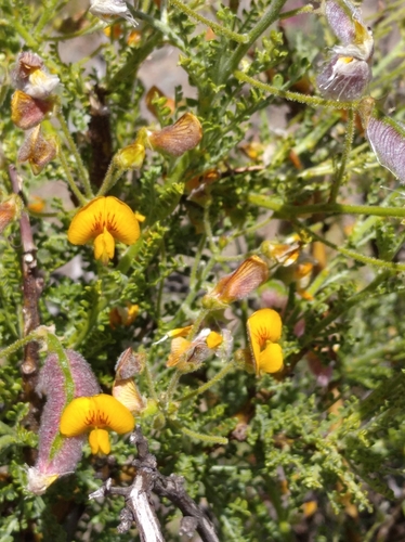 Adesmia glutinosa
