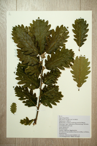 Persian oak