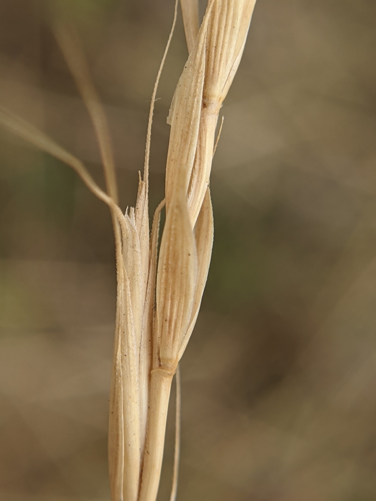 Wild Rye Alberta Montana wild rye from Calgary, AB T3B 6A8, Canada on September 30, 2020 ...