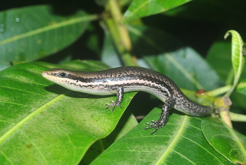 Genus Mabuya · iNaturalist