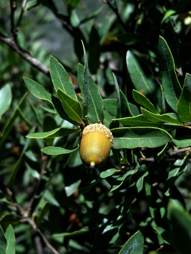 Quercus pringlei