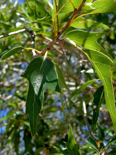 Mexican red oak