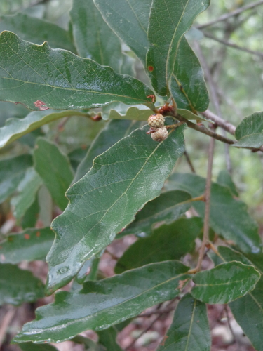 Quercus laeta