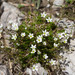 Spring Sandwort - Photo (c) Anne, all rights reserved