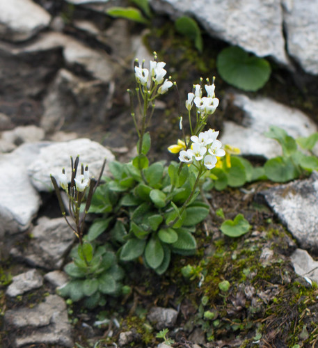 Arabis pumila