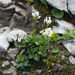 Arabis pumila - Photo (c) Anne, all rights reserved