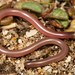 Delalande's Beaked Blind Snake - Photo (c) Tyrone Ping, all rights reserved, uploaded by Tyrone Ping