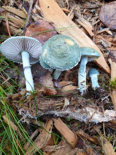 Verdigris Agaric
