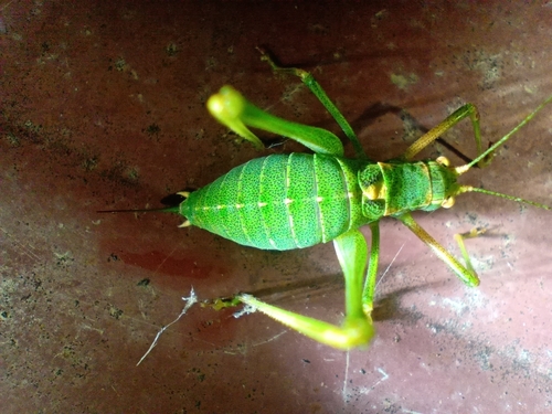 Calabrian Speckled Bush-cricket