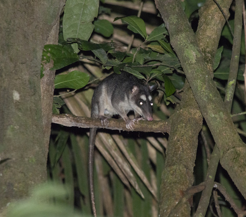 Pebas Four-eyed Opossum (Philander pebas) — Data Deficient Mammalia
