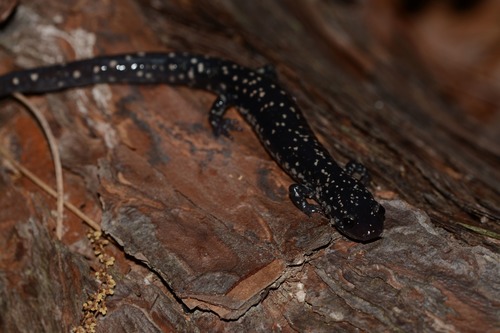 Ocmulgee Slimy Salamander