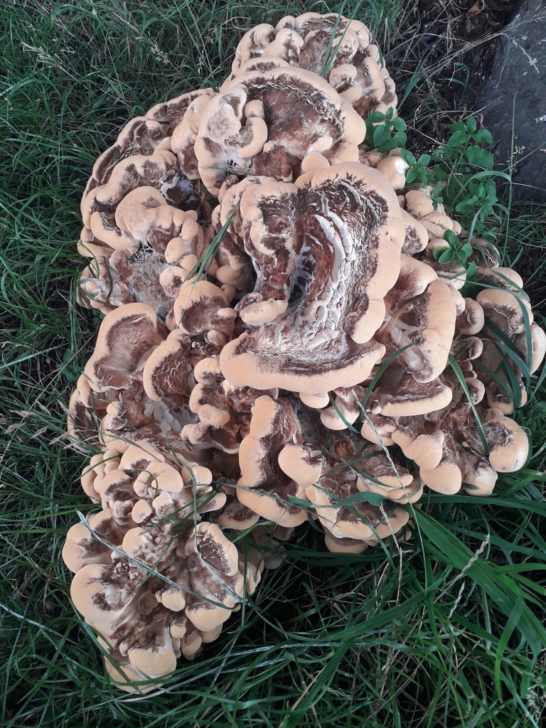 Giant Polypore from Radboudumc on July 27, 2020 at 08:29 PM by Bobby ...