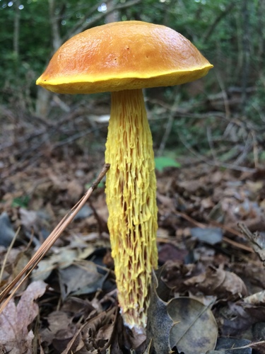 shaggy-stalked bolete