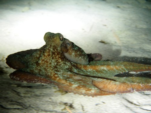 Caribbean Reef Octopus