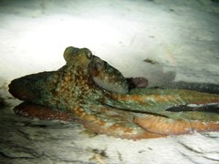 Octopus briareus image