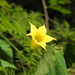 Schizocarpum palmeri - Photo 由 Daniel 所上傳的 (c) Daniel，保留所有權利