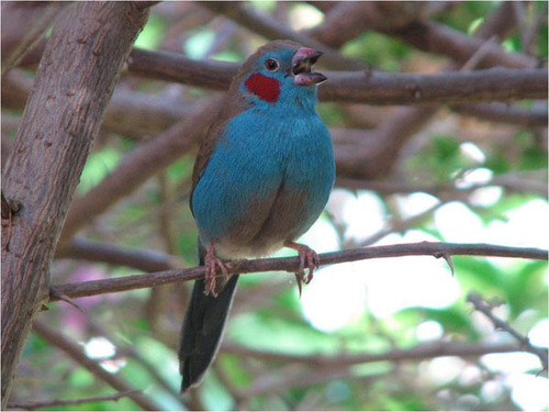 Red-cheeked Cordonbleu