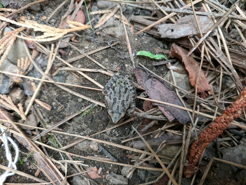 iNaturalist observation photo of Pacific chorus frog