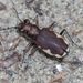 Leconte's Tiger Beetle - Photo (c) Joshua Lincoln, all rights reserved, uploaded by Joshua Lincoln
