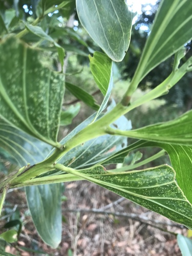 Big-leaved Acacia