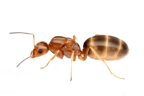 Buren's Pyramid Ant