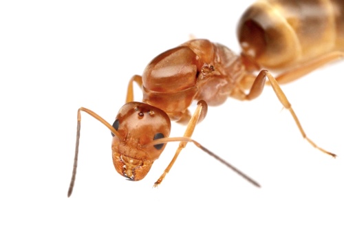 Buren's Pyramid Ant