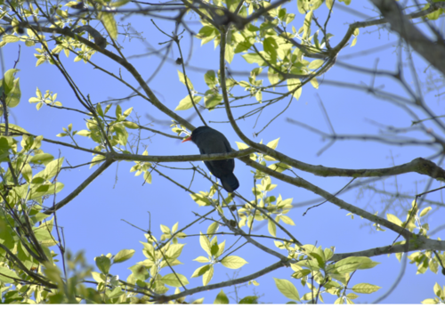 Black-fronted Nunbird