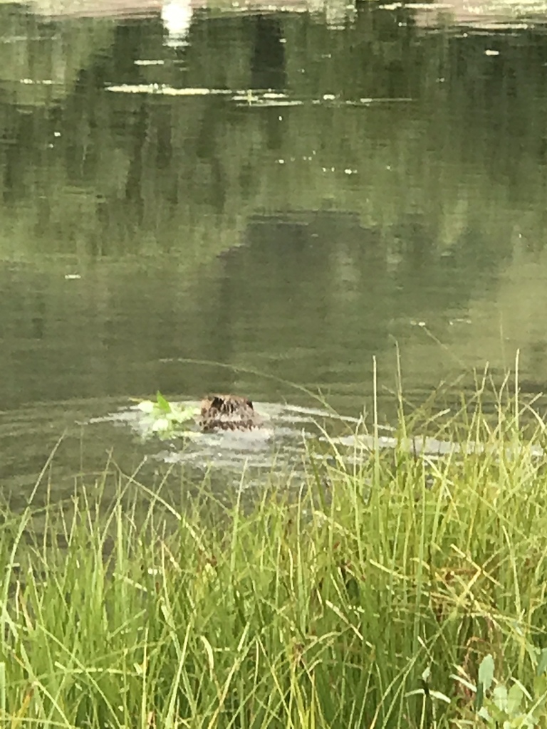 American Beaver from Uncompahgre National Forest, Telluride, CO, US on ...