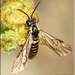 Strongylogaster multicincta - Photo (c) Alain Hogue, kaikki oikeudet pidätetään, lähettänyt Alain Hogue