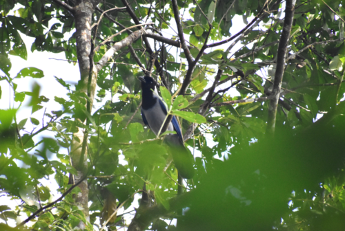 Napo BIrding Violaceous Jay