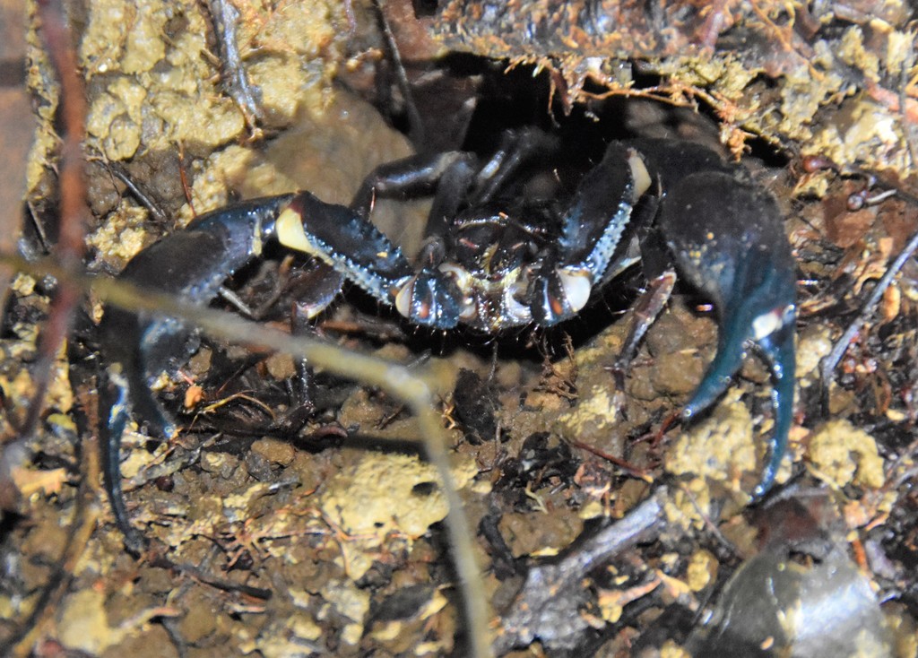 Heterometrus petersii from Singapore on October 01, 2020 at 0910 PM by