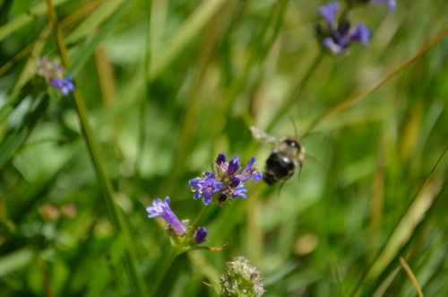 iNaturalist observation photo of Pyrobombus