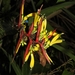 Heliconia subulata - Photo (c) Marcos Silveira, all rights reserved, uploaded by Marcos Silveira