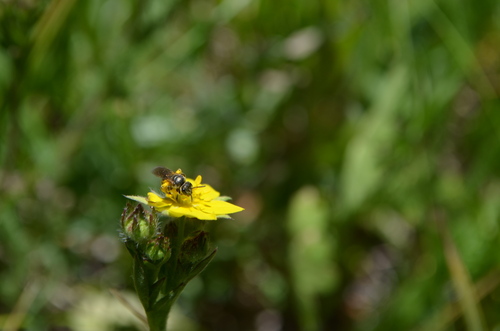 iNaturalist observation photo of Sweat Bees