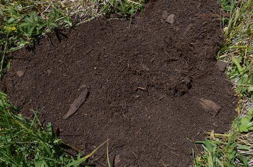 iNaturalist observation photo of Rodents