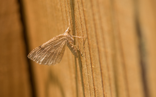 iNaturalist observation photo of Bordered Fawn Moth