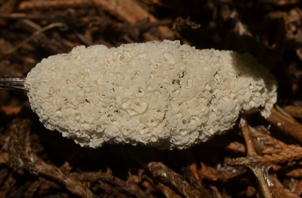 Dog Sick Slime Mould from Toluca, Méx., México on October 01, 2020 at ...