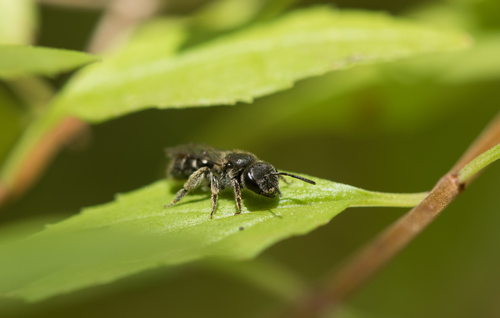 iNaturalist observation photo of Lasioglossum