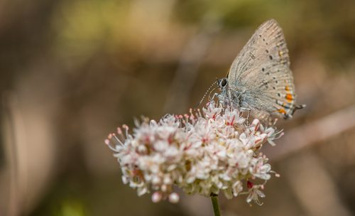 iNaturalist observation photo of California Hairstreak